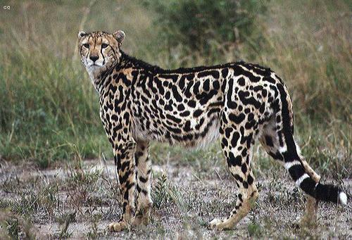  Blackheart cheetah