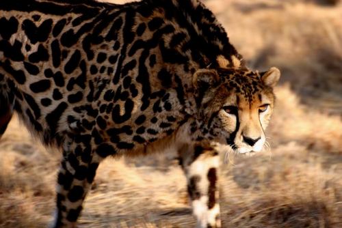  Blackheart cheetah