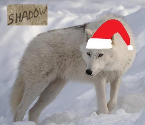  クリスマス 狼, オオカミ
