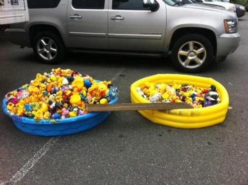  pool of duckys