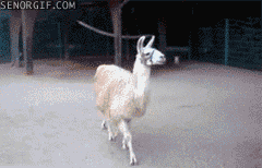  Fabulous loài đà mã ở nam mỹ, llama
