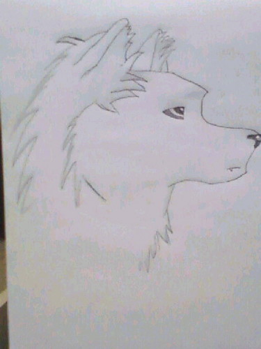  My wolf Danté