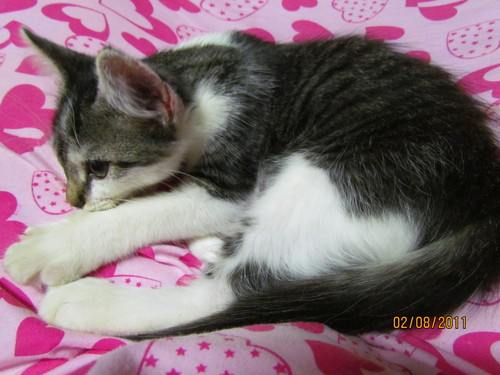  My kitten At home~ Minshi