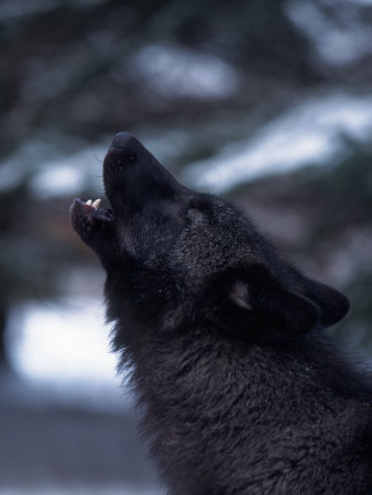  black волк