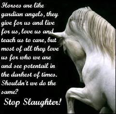  AGAINST HORSE ABUSE!
