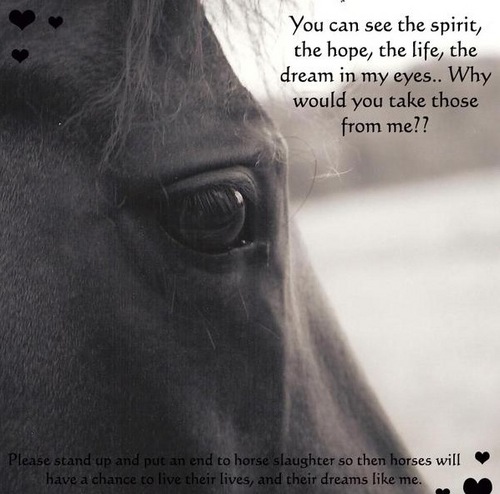  Beautiful Horses.... SAVE THEM!!!