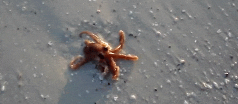  Octopus on Land :D