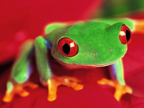  puno frog close up pic