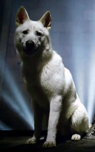 Ghost - Jon Snow direwolf