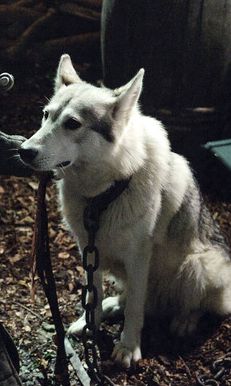  Lady - Sansa's direwolf