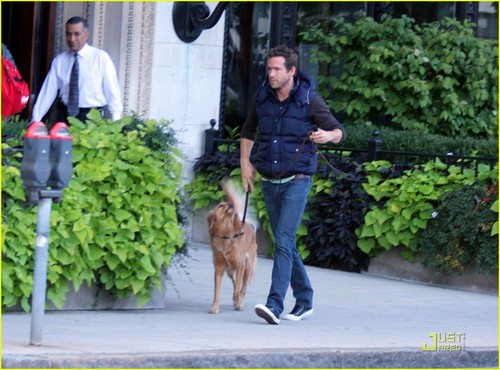 Ryan Reynolds: Evening Walk with Baxter!