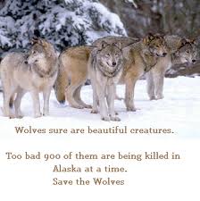  Save the Mbwa mwitu loups
