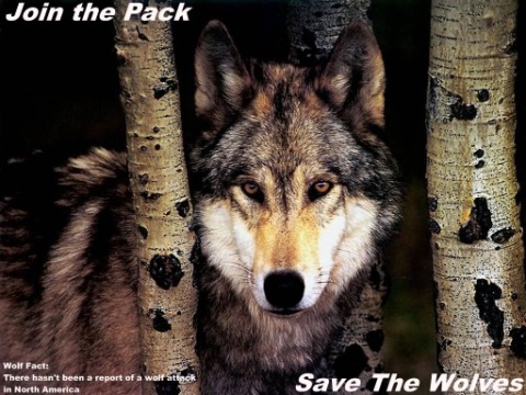  Save the lobos