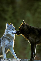  mais lobos
