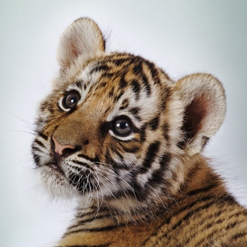  Cute Tiger Cub! 100% Real ♥