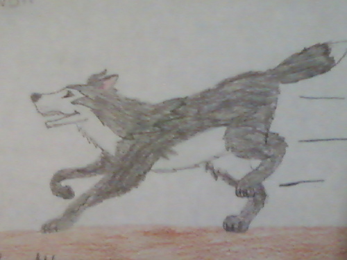  Gray serigala