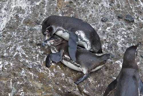  penguin, auk Pics