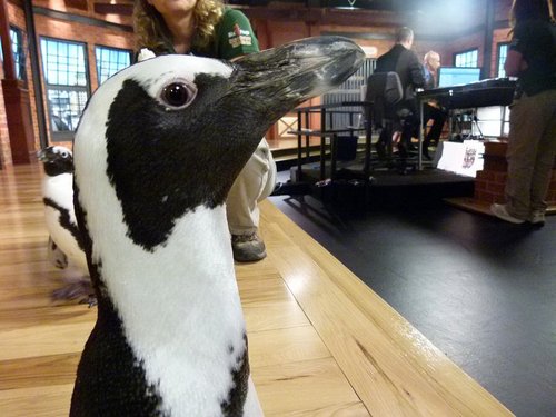  pingüino, pingüino de Pics
