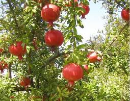  Pomergranate पेड़