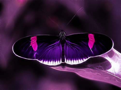  Purple borboleta 100% Real ♥