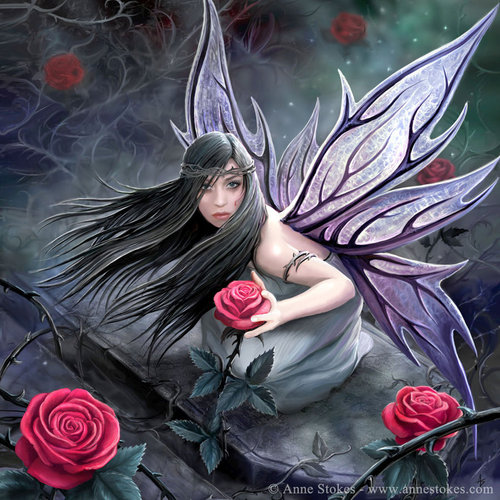  Rose Fairy