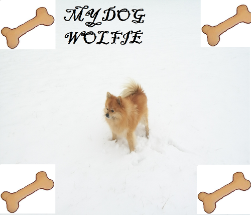  my dog wolfie