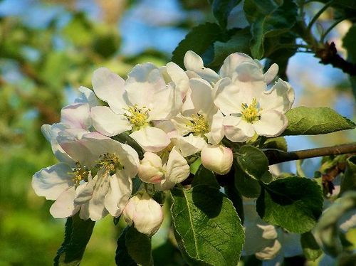  苹果 Blossoms