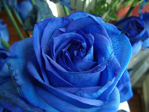  Blue rosas