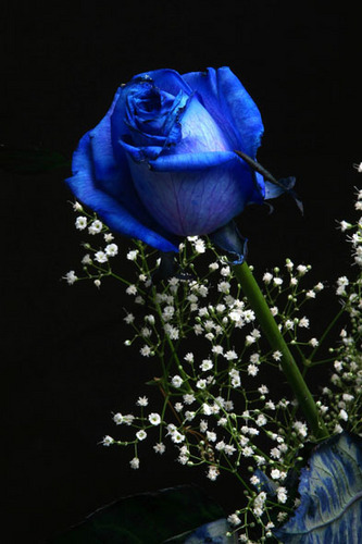  Blue Ros
