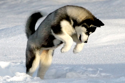  Cute Husky Playing In The Snow! 100% Real ♥