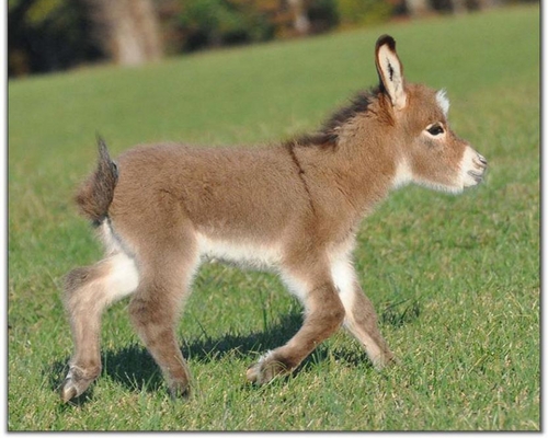  Donkey Baby