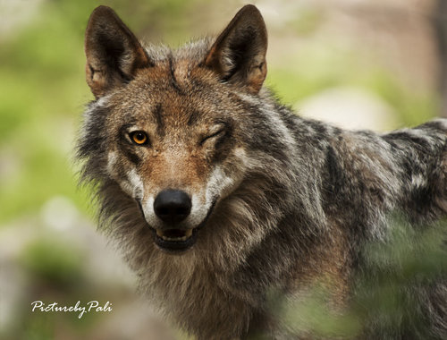  Flirty 狼, オオカミ :)