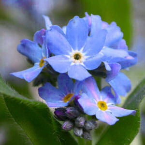 Forget-Me-Nots
