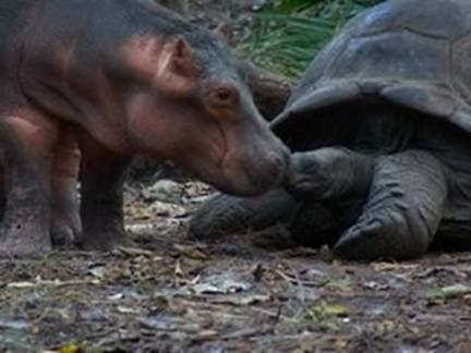 Hippo and a turtle