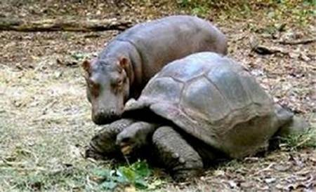  Hippo and a tartaruga