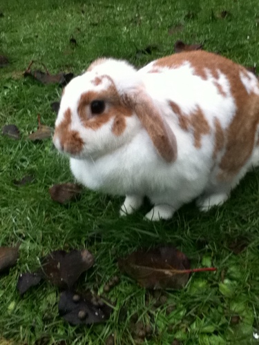  MY REAL BUNNY coquelicot