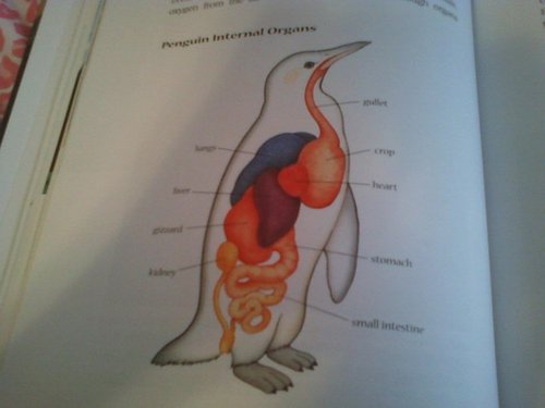  chim cánh cụt Anatomy
