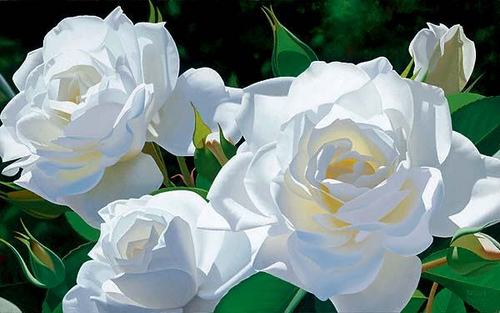  White 玫瑰