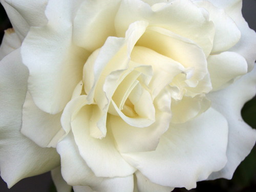  White バラ