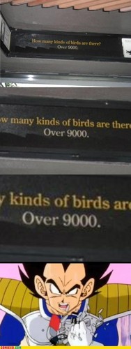  'S a lotta birds, man....