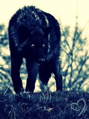  Black wolf! :D