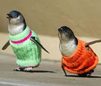  Cute sweaters! 哈哈