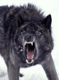  Insanity serigala, wolf Origin.