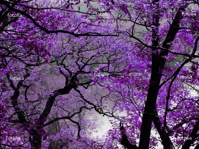 Purple Trees *.*