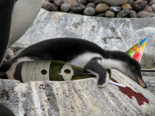  Bad Penguin!!!