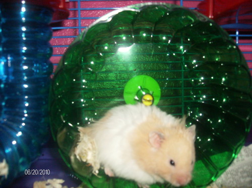  MY TEDDY kubeba hamster TEDDY
