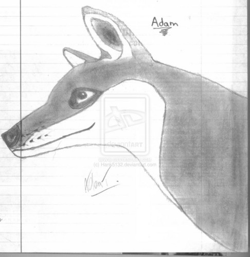  Adam The serigala, wolf