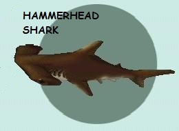  HammerHead requin