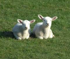  Lambs chilling.