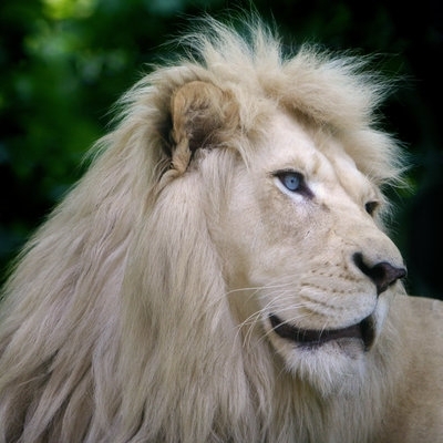  White Lion
